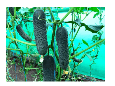 Насіння Огірок (середньоранній) БашаF1 500штг Німеччина