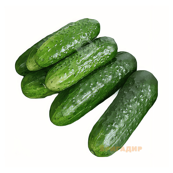 Насіння Огірок ранній діамант F1 5шт Німеччина
