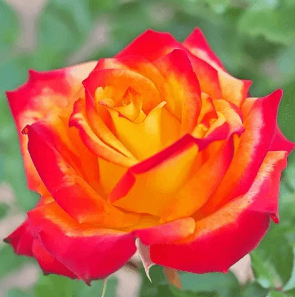 Саджанці троянд Майн Мюнхен(MG)