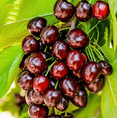 Саджанці черешні Кордія (GP)