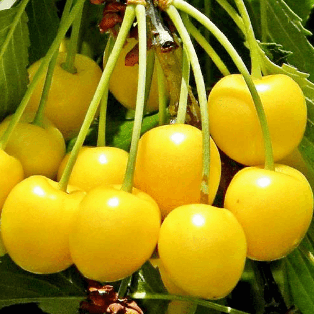 Саджанці черешні Дачниця (GP)