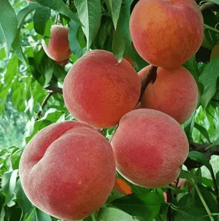 Саджанці персика Флемінг Ф"юрі  PF-23(GP)