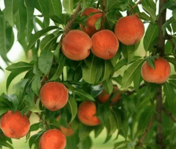 Саджанці персика Харнас (GP)