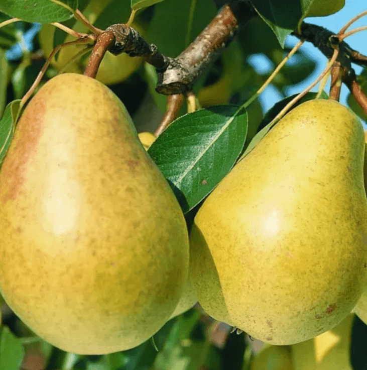 Саджанці груші Дельбарью Рікс (GP)