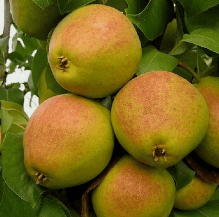 Саджанці груші Яблунівська (GP)