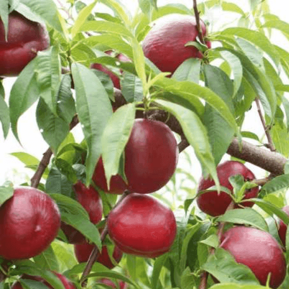 Саджанці нектаріна Фантазія (GP)