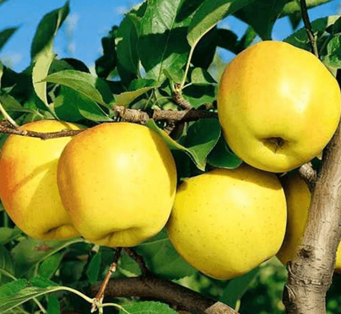 Саджанці яблуні Голден Делішес Рейндерс (GP)