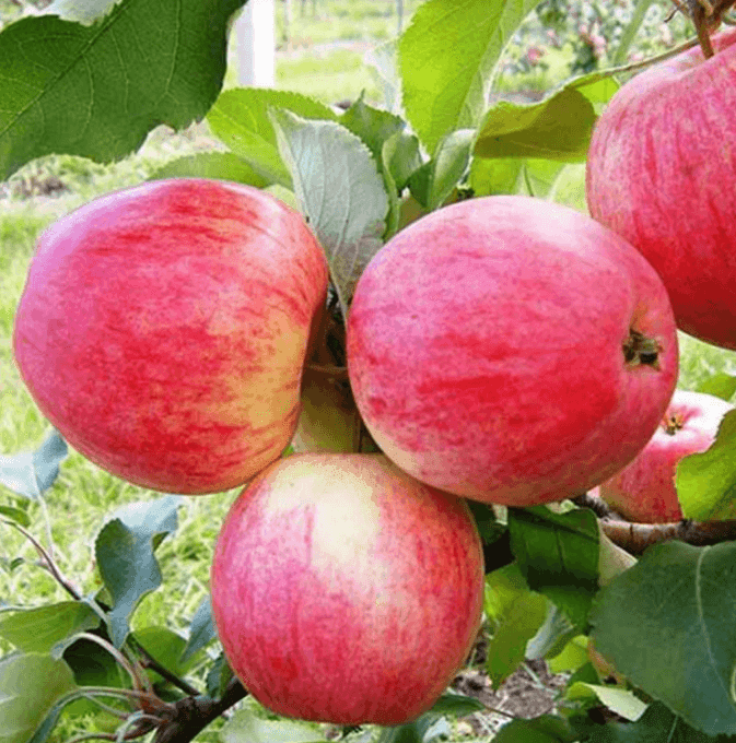 Саджанці яблуні Слава Переможцям (GP)