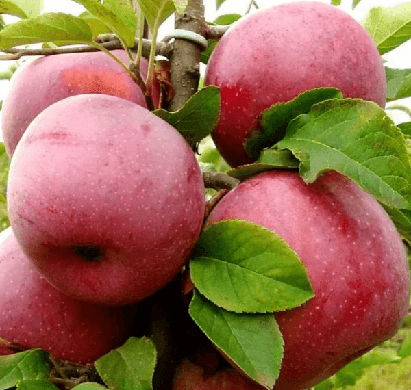 Саджанці яблуні Флоріна GP)