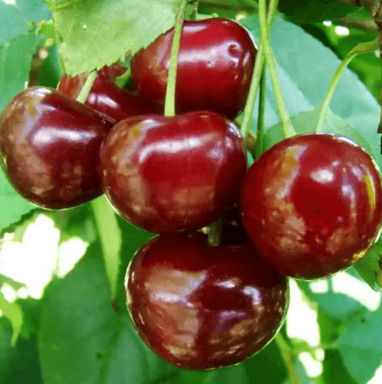 Саджанці вишні Ерді Ботермо (GP)