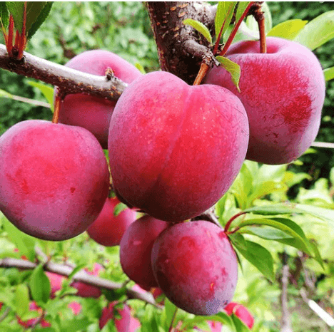 Саджанці сливи Оцарк Прем"єр  (GP)