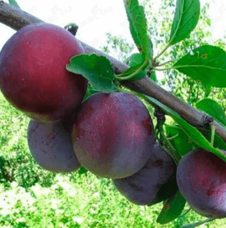 Саджанці сливи Кишинівська (GP)