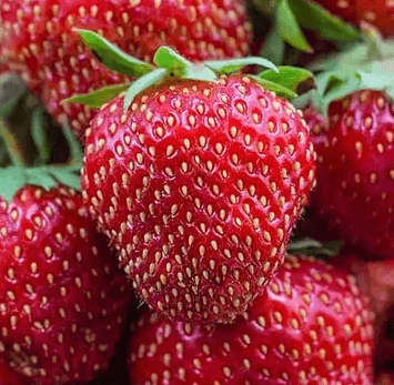 Саджанці суниці садової Діамант 3шт (mininotte)