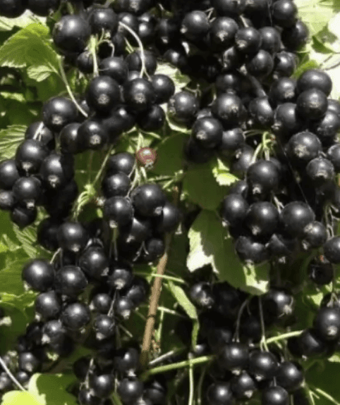 Саджанці смородини чорної Ювілейна Копаня (3шт) (minimotte)