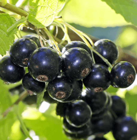 Саджанці смородини чорної Бен Гарен (minimotte)