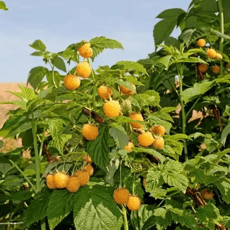 Саджанці малини Голден Куїн (minimotte)