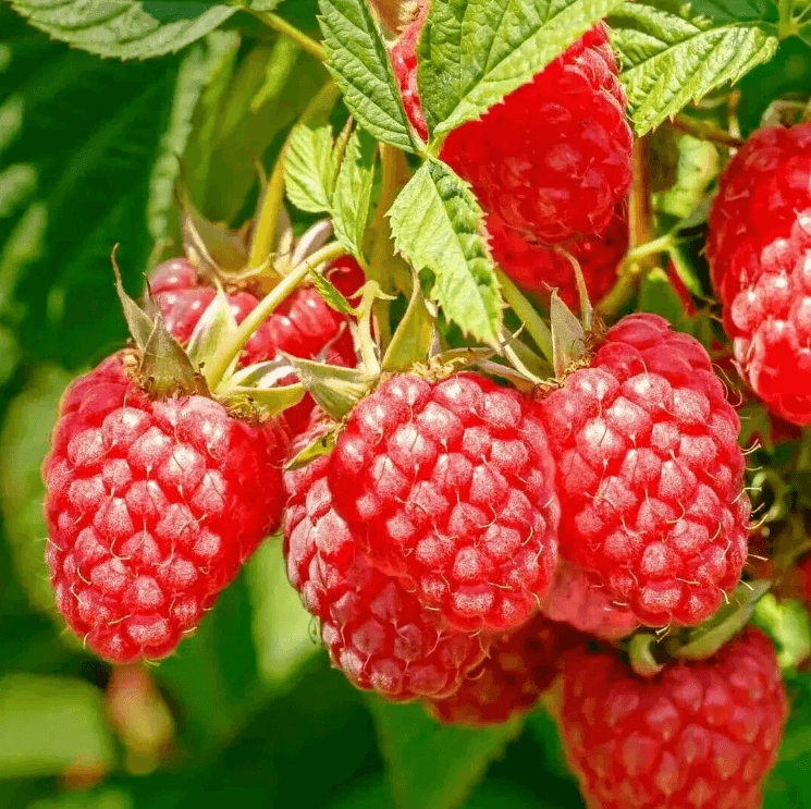 Саджанці малини Мапема (minimotte)