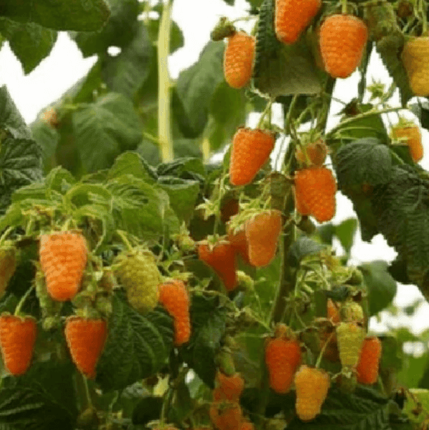 Саджанці малини Валентина (minimotte)