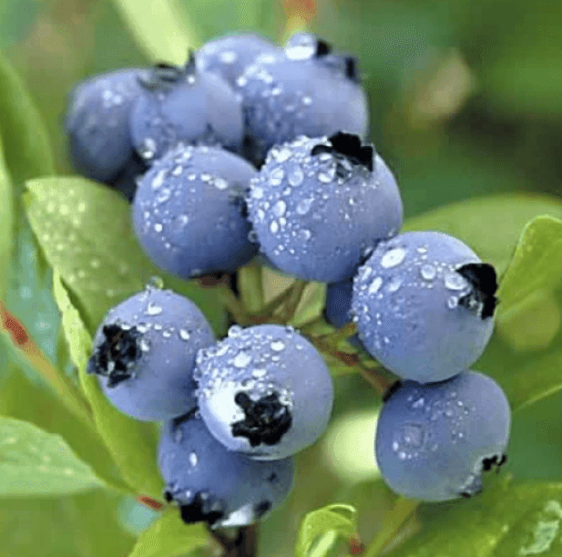 Саджанці лохини Дюк (minimotte)