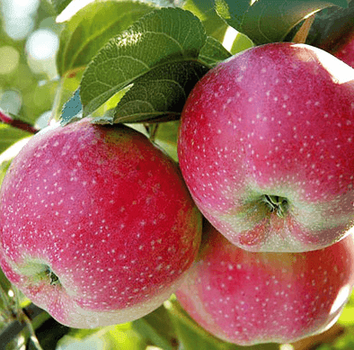 Саджанці яблуні Розелла