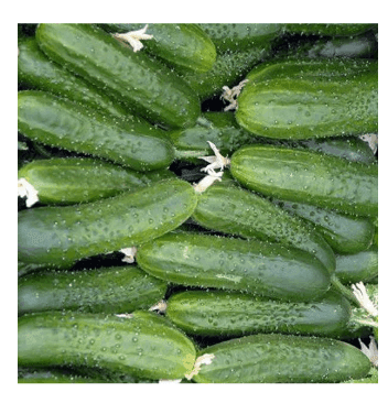 Насіння Огірок (ранній) Юліан F1 100 шт., Німеччина