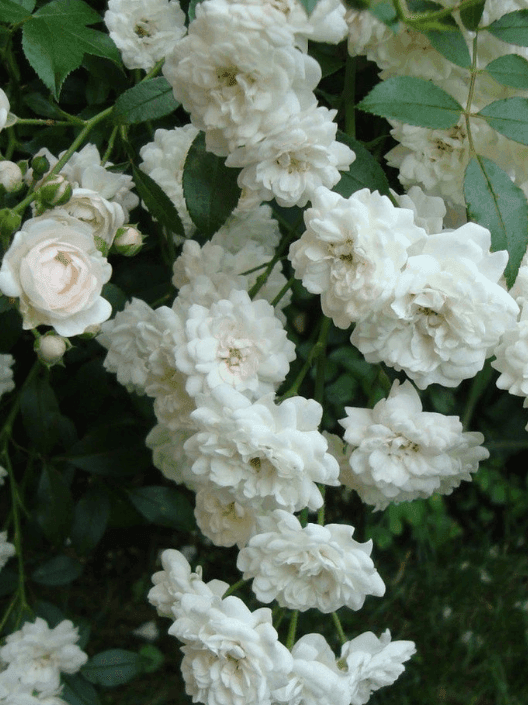 Саджанці троянд Авеню Уайт(dk)