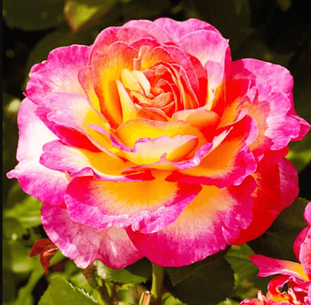 Саджанці троянд Горджес (Dk)