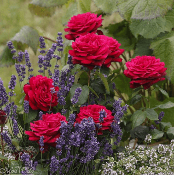 Саджанці троянд Графиня Діана (MG)
