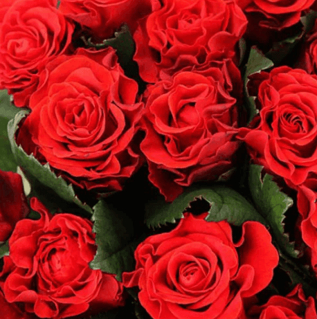 Саджанці троянд Ель Торо(MG)