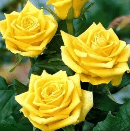 Саджанці троянд Папілон(MG)