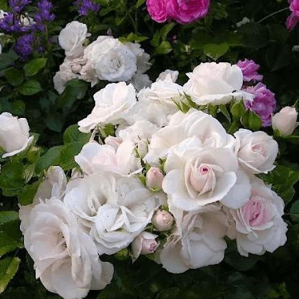 Саджанці троянд Аспірін(MG)