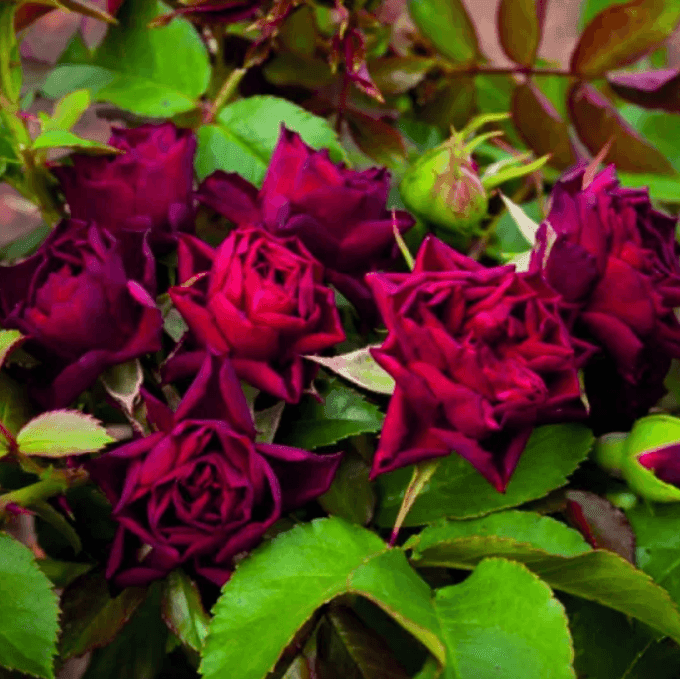 Саджанці троянд Кларет Піксі(MG)