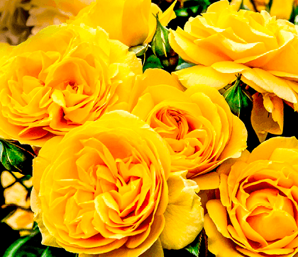 Саджанці троянд Джулія Чальд(MG)