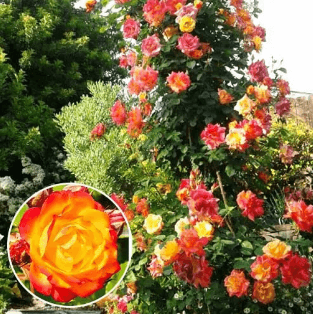 Саджанці троянд Румба Плетиста(MG)