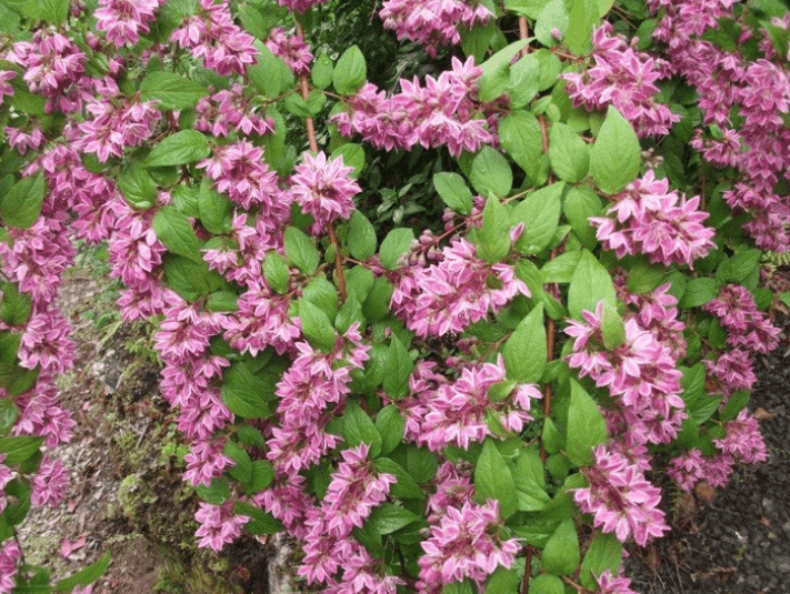 Саджанці Дейція Розеа Плена(MG)