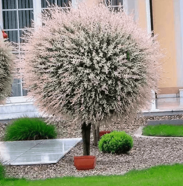 Саджанці Верба цільнолиста Хакуро-Нашикі(MG)