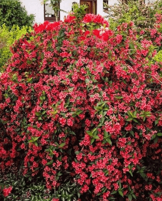 Саджанці Вейгела Брістоль Рубі(MG)