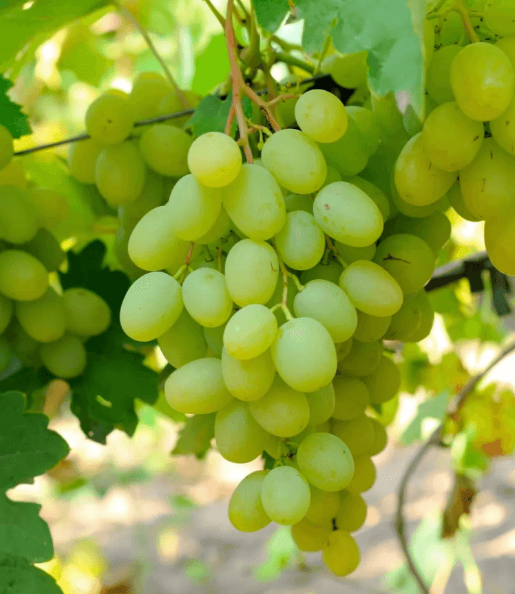 Саджанці винограду Богатяновський (merry green)