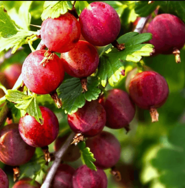 Саджанці агрусу Хіннонмакі Ред (minimotte)