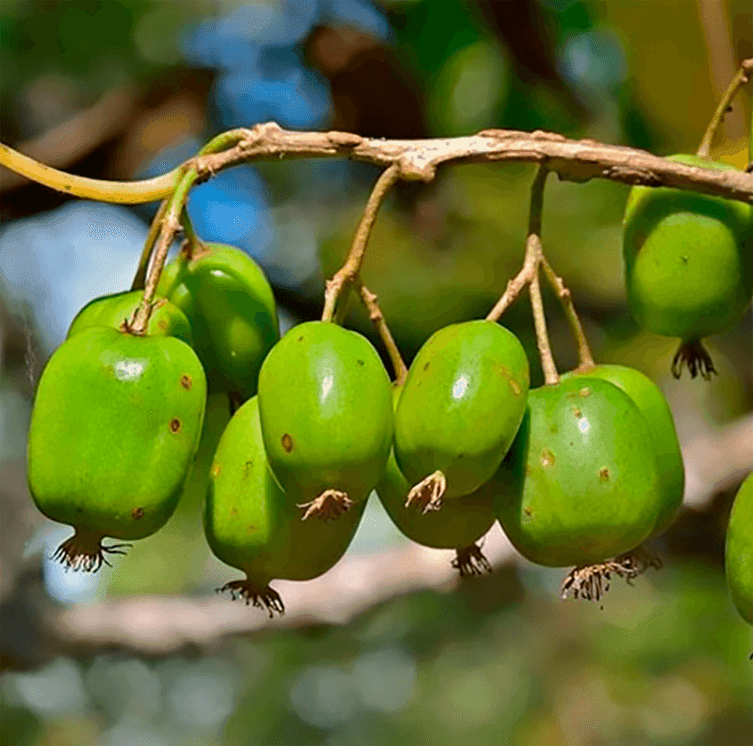 Cаджанці актинідії Смарагд+запилювач (minimotte)