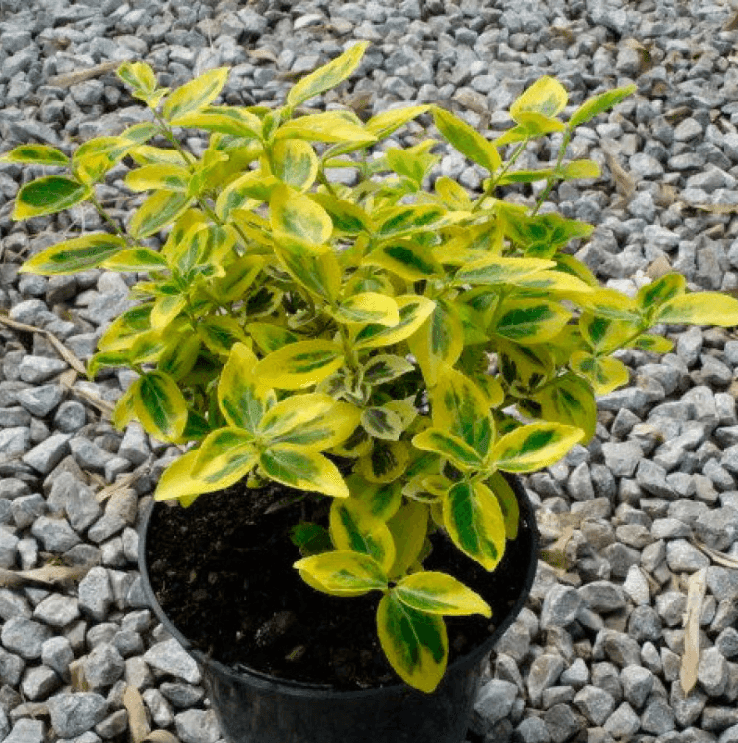 Бересклет Форчуна Emerald Gold C2