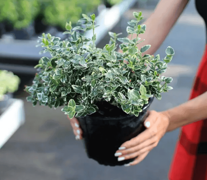 Бересклет Форчуна Emerald Gaiety C2