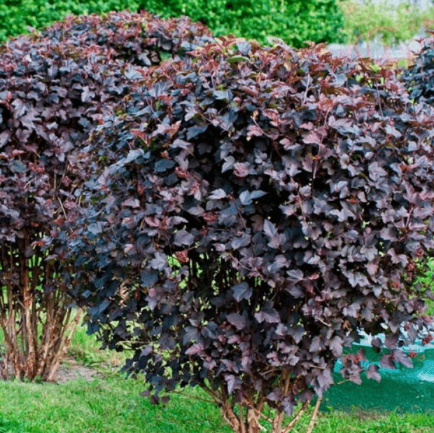 Пухироплідник калинолистий Діабло П9