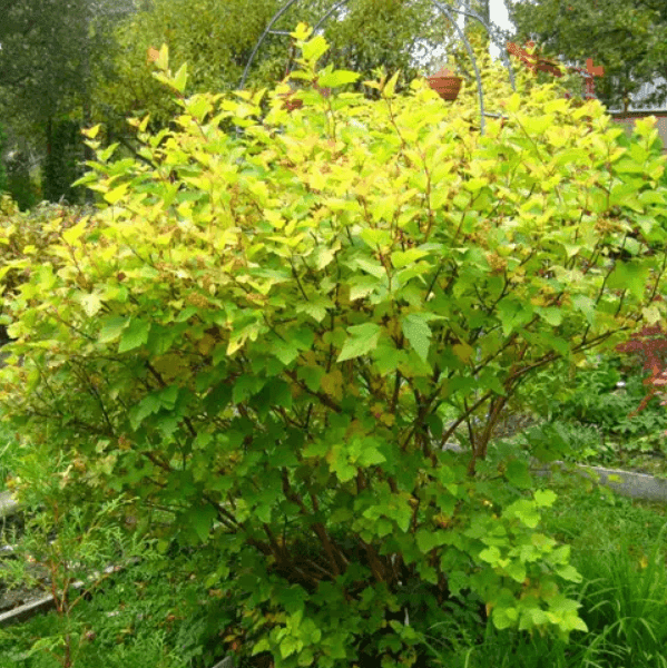 Пухироплідник калинолистий Лютеус П9