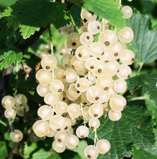 Смородина біла (Порічка) П9