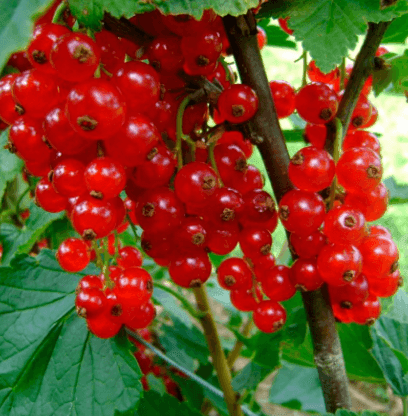 Смородина червона (Порічка) П9