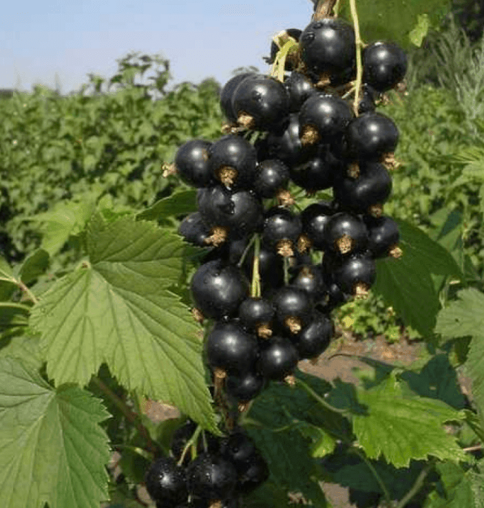Смородина чорна П9