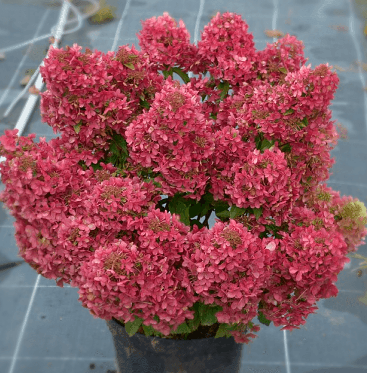 Гортензія волотиста Petite Cherry П9