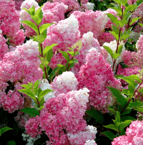 Гортензія волотиста Vanille Fraise П9