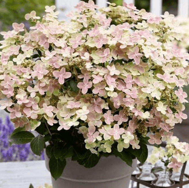 Гортензія волотиста Polestar П9